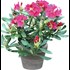 Rhododendron Inkarho P5 l