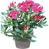 Rhododendron Inkarho P5 l