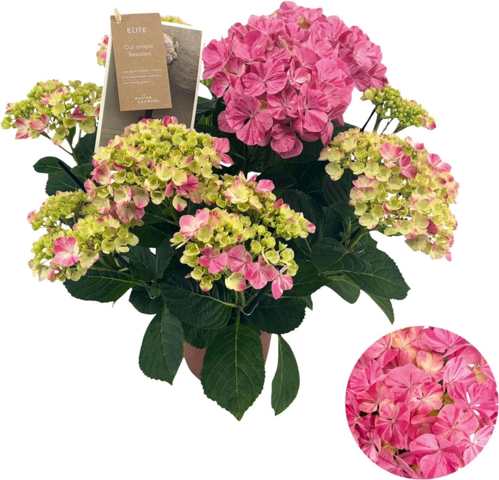 Hydrangea Sorte speciale P14 cm