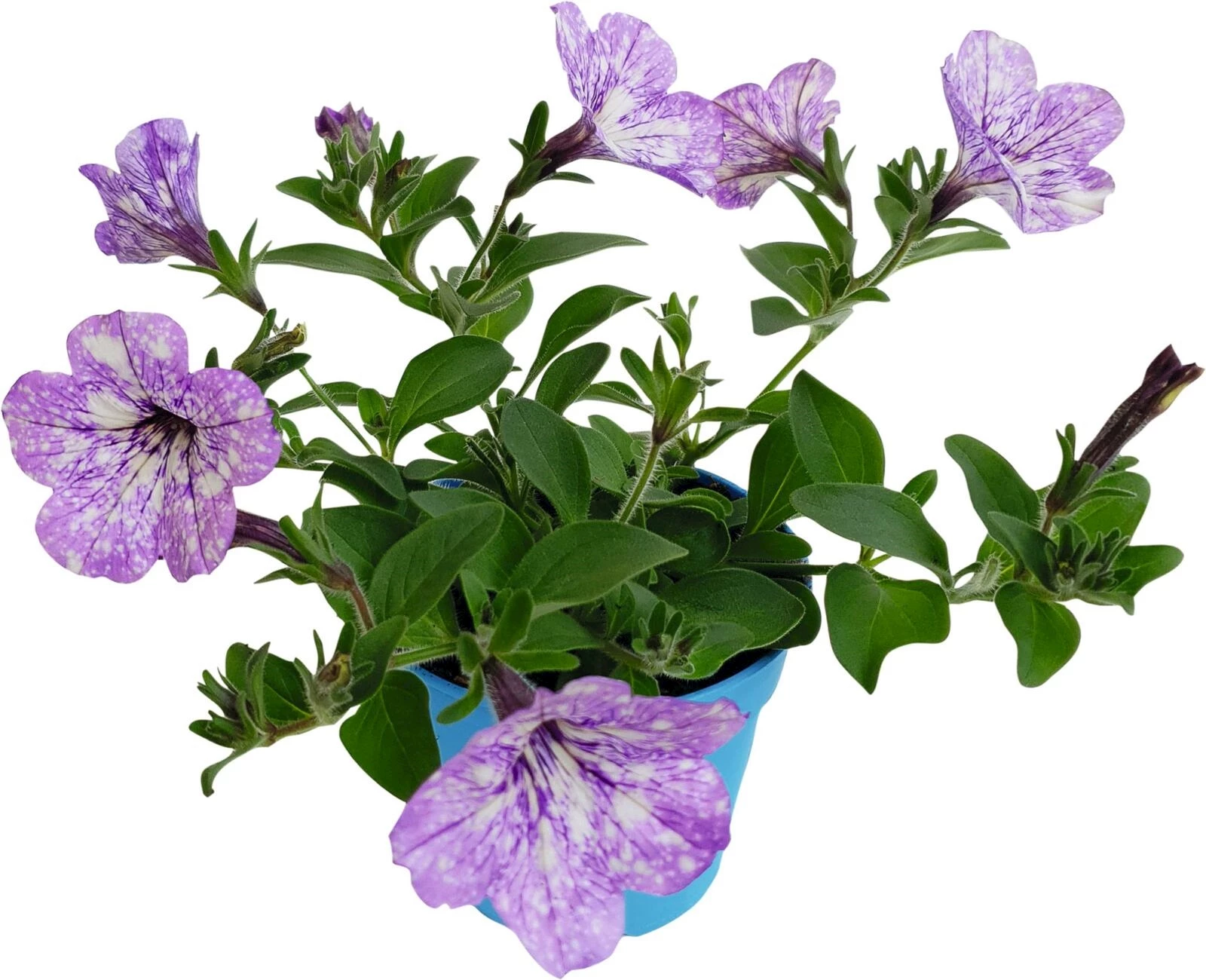 Petunien Lavander Sky P12 cm