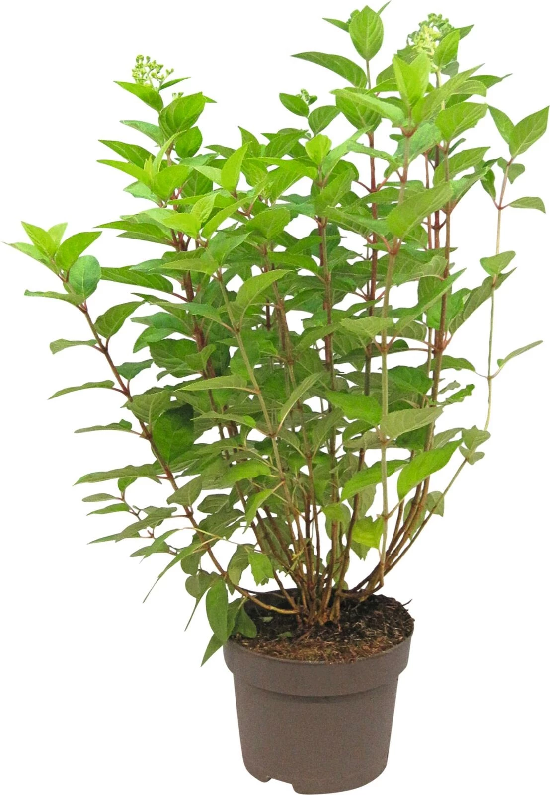 Hydrangea pan. Light lime P19 cm