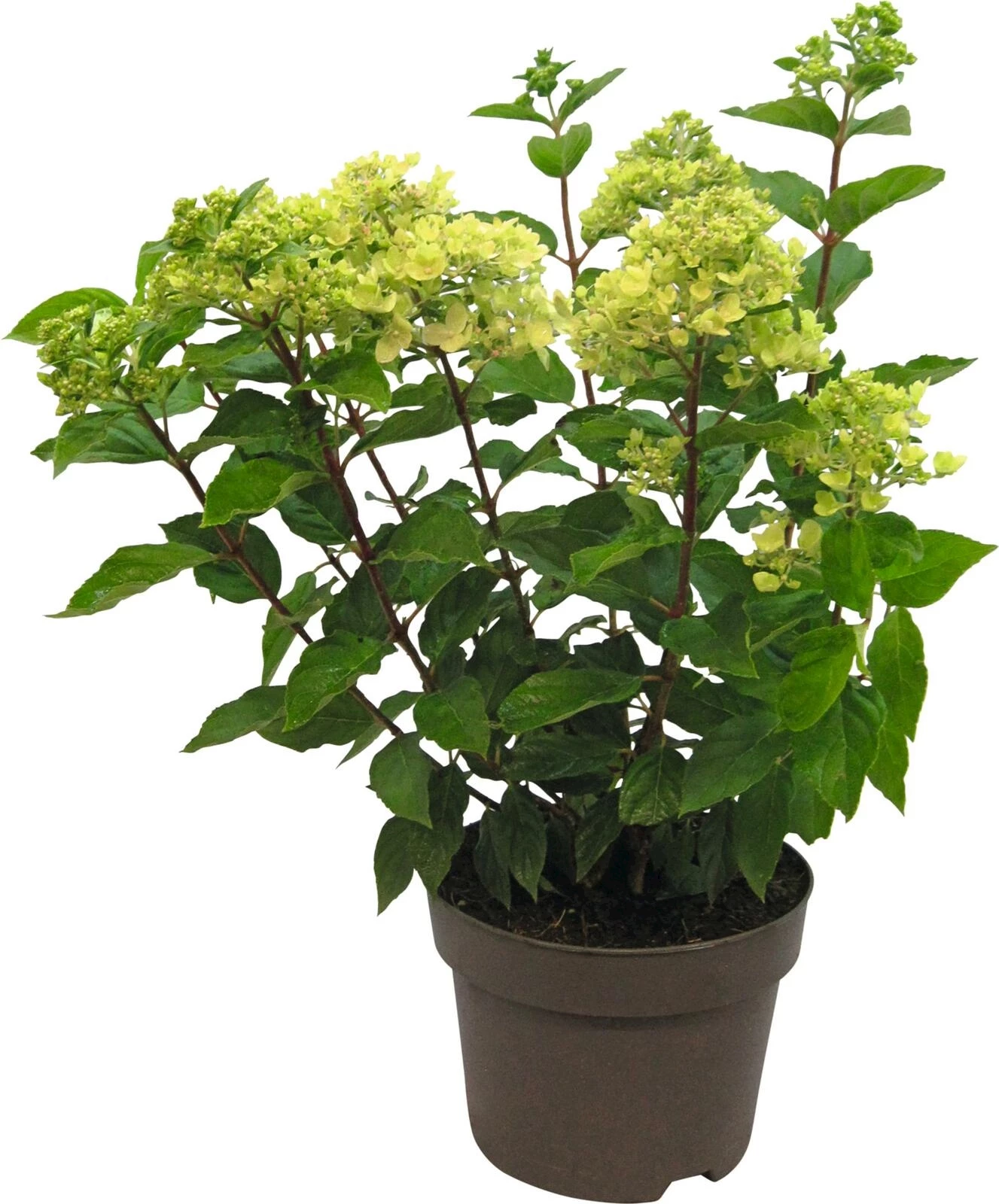 Hydrangea pan. Little lime P19 cm