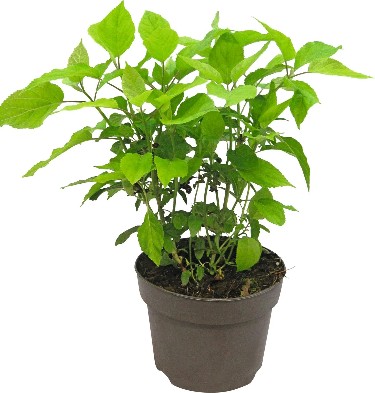 Hydrangea arb. Annabelle P19 cm