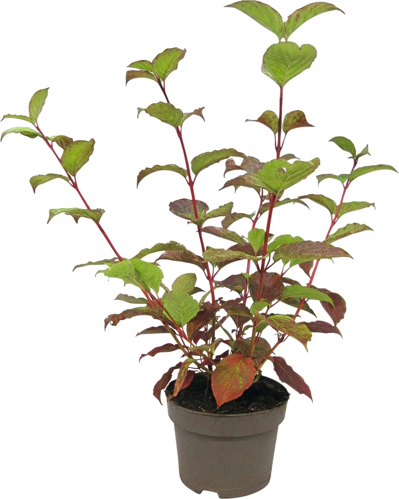 Cornus alb. Sibirica P19 cm