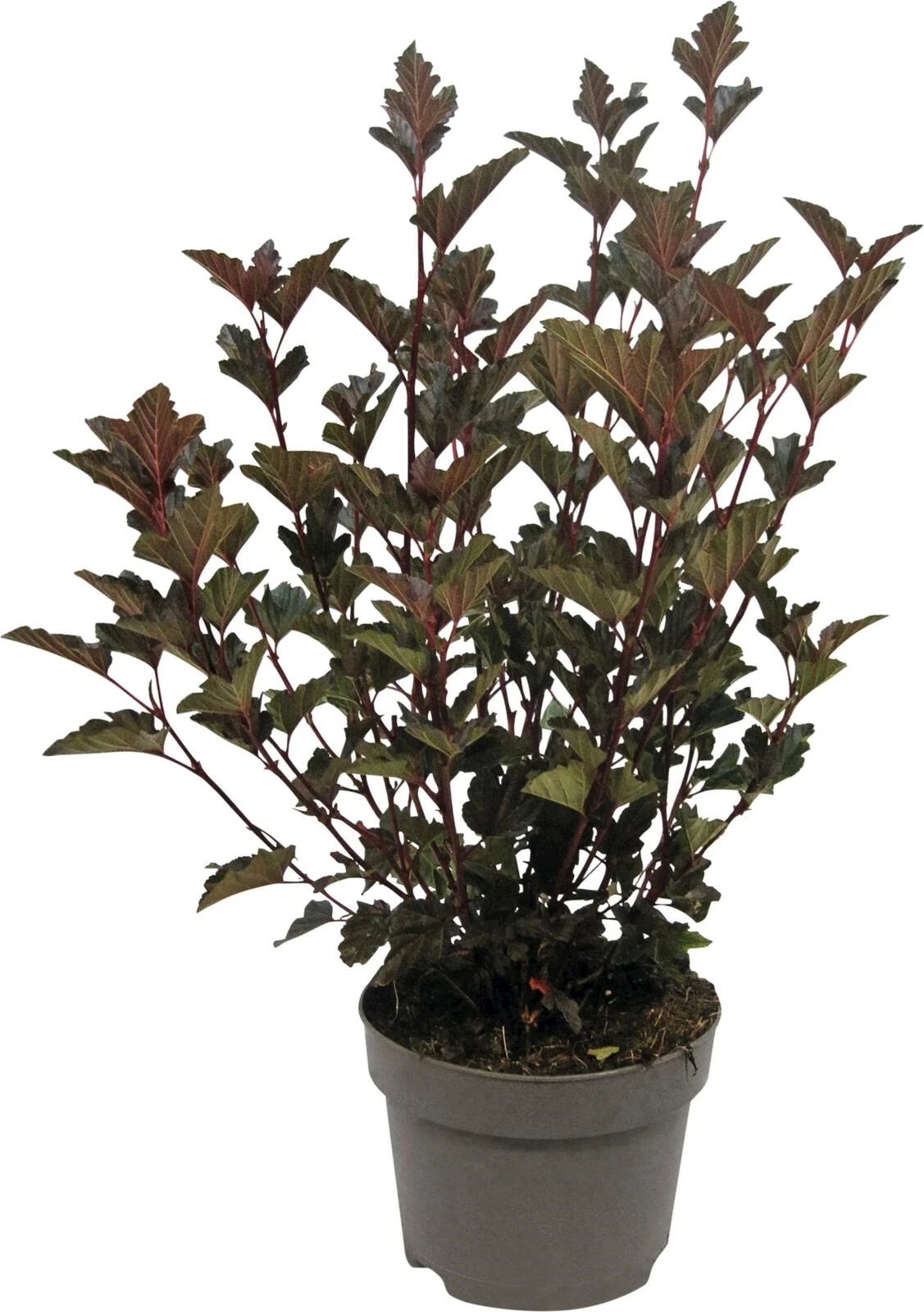 Physocarpus red baron P19 cm