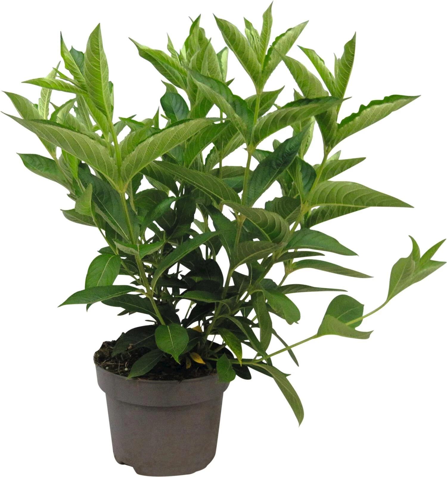 Weigelia Candida P19 cm