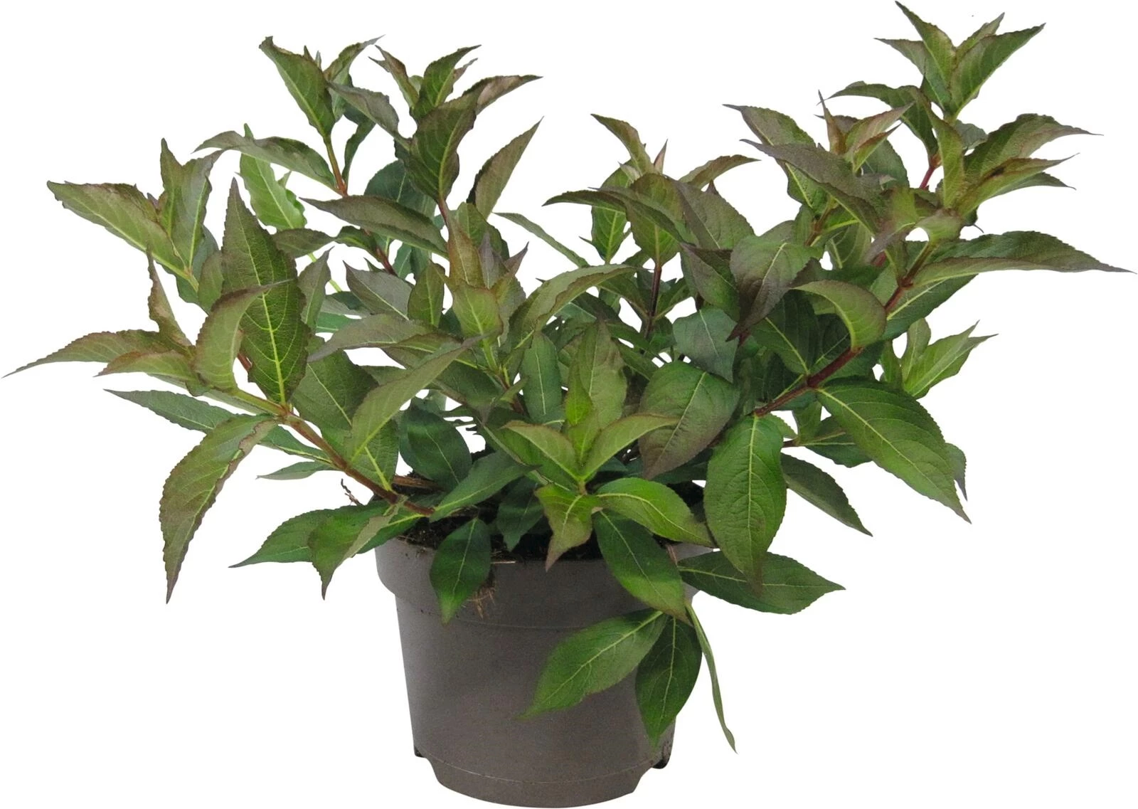 Weigelia Minuet P19 cm