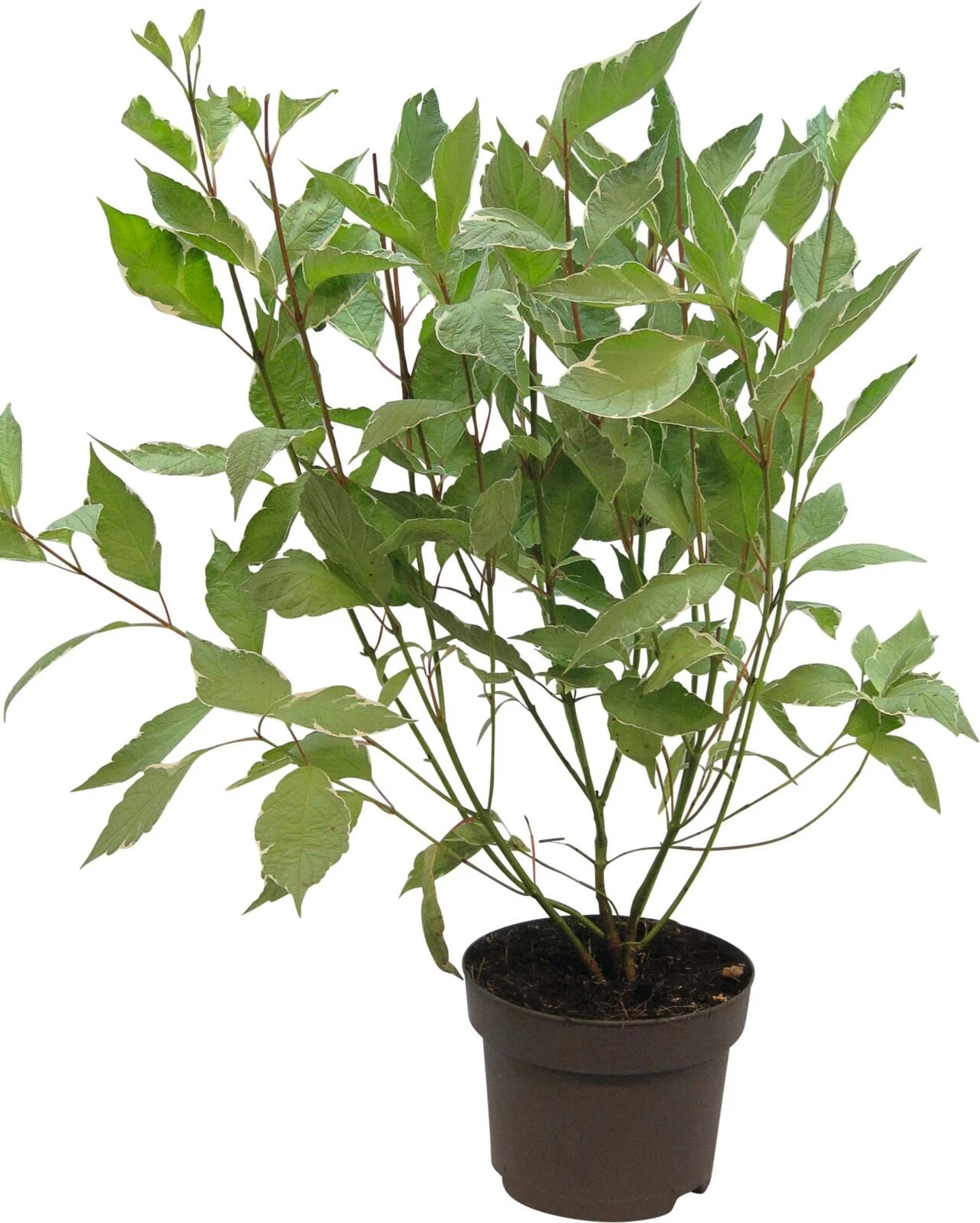 Cornus alba Elegantissima P19 cm