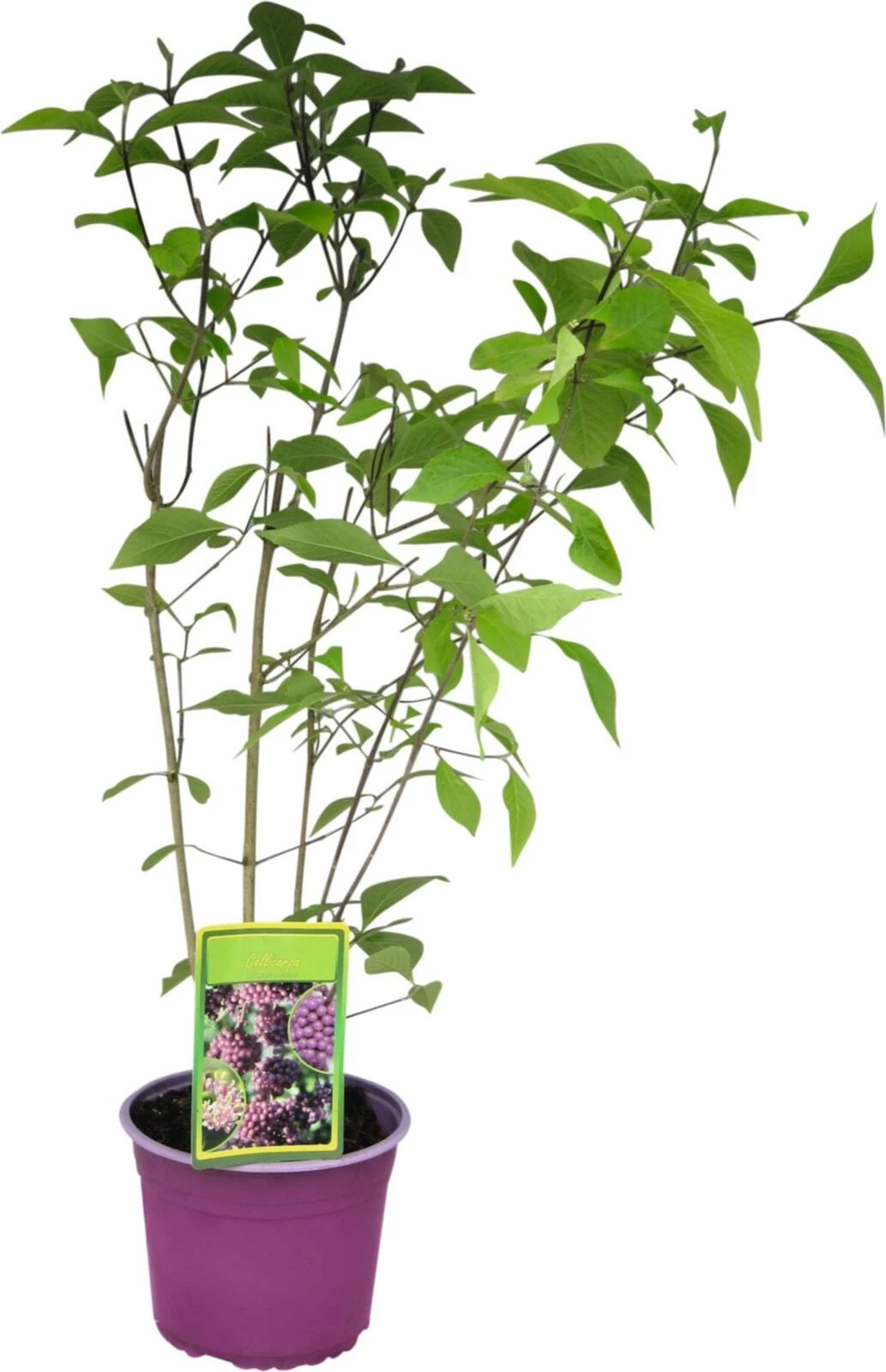 Callicarpa bod. Profusion P19 cm