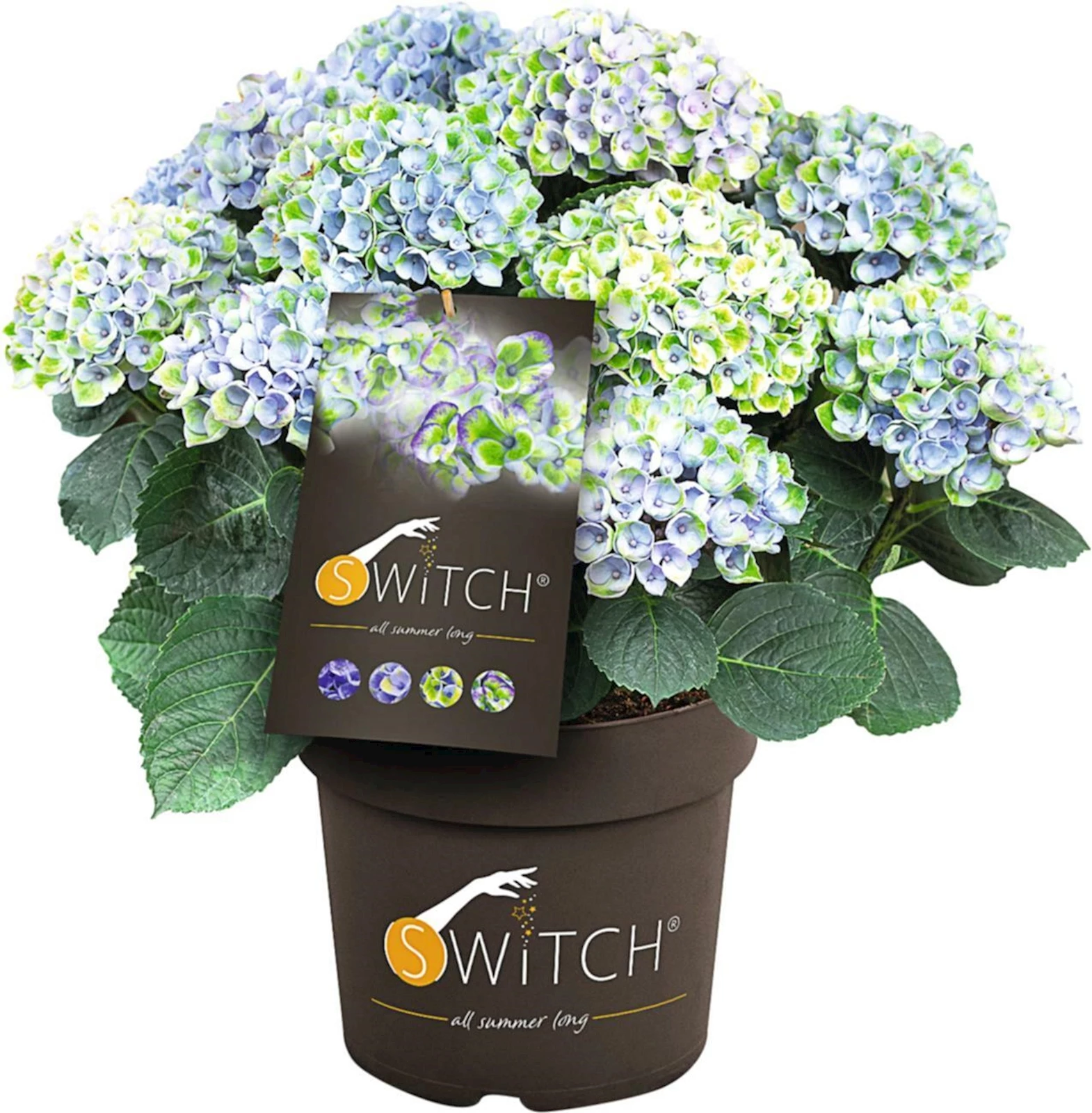 Hydrangea macr. Switch P5 l