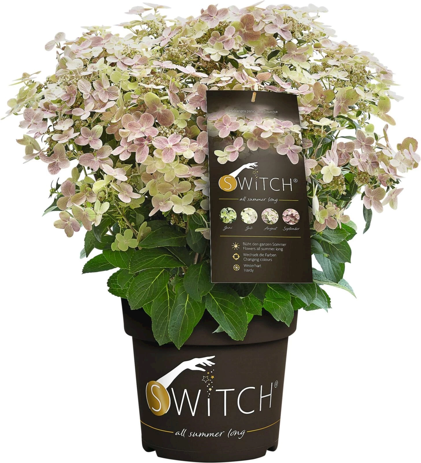 Hydrangea pani. Switch P6 l