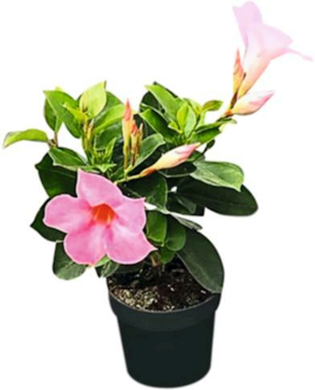 Sundaville Busch P10.5 cm