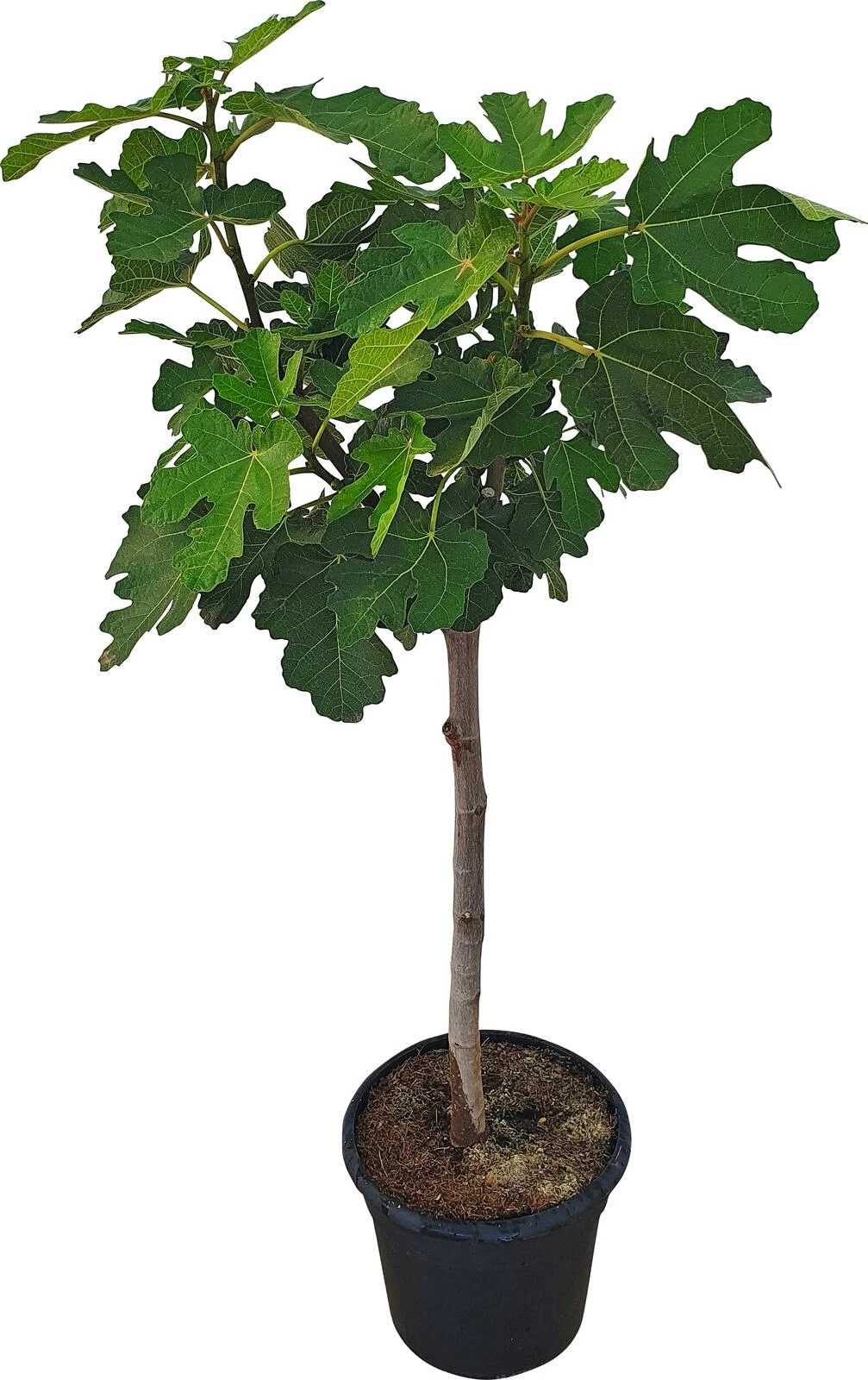 Ficus Carica  tronc P10 l