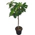 Ficus Carica  tronc P10 l