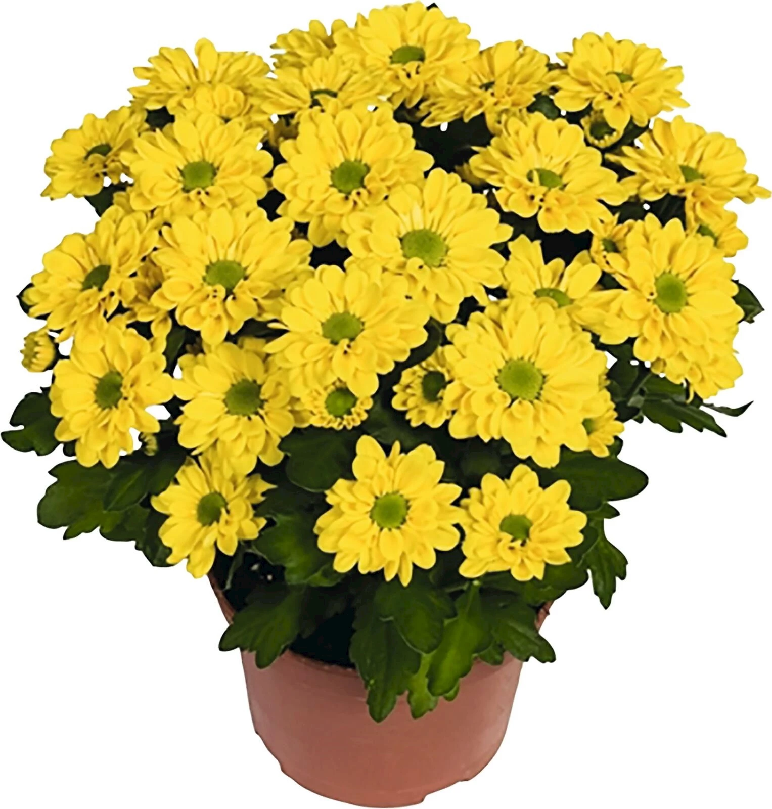 Chrysanthème Swifty P10.5cm