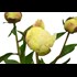 Pivoines bouquet de 3 pcs