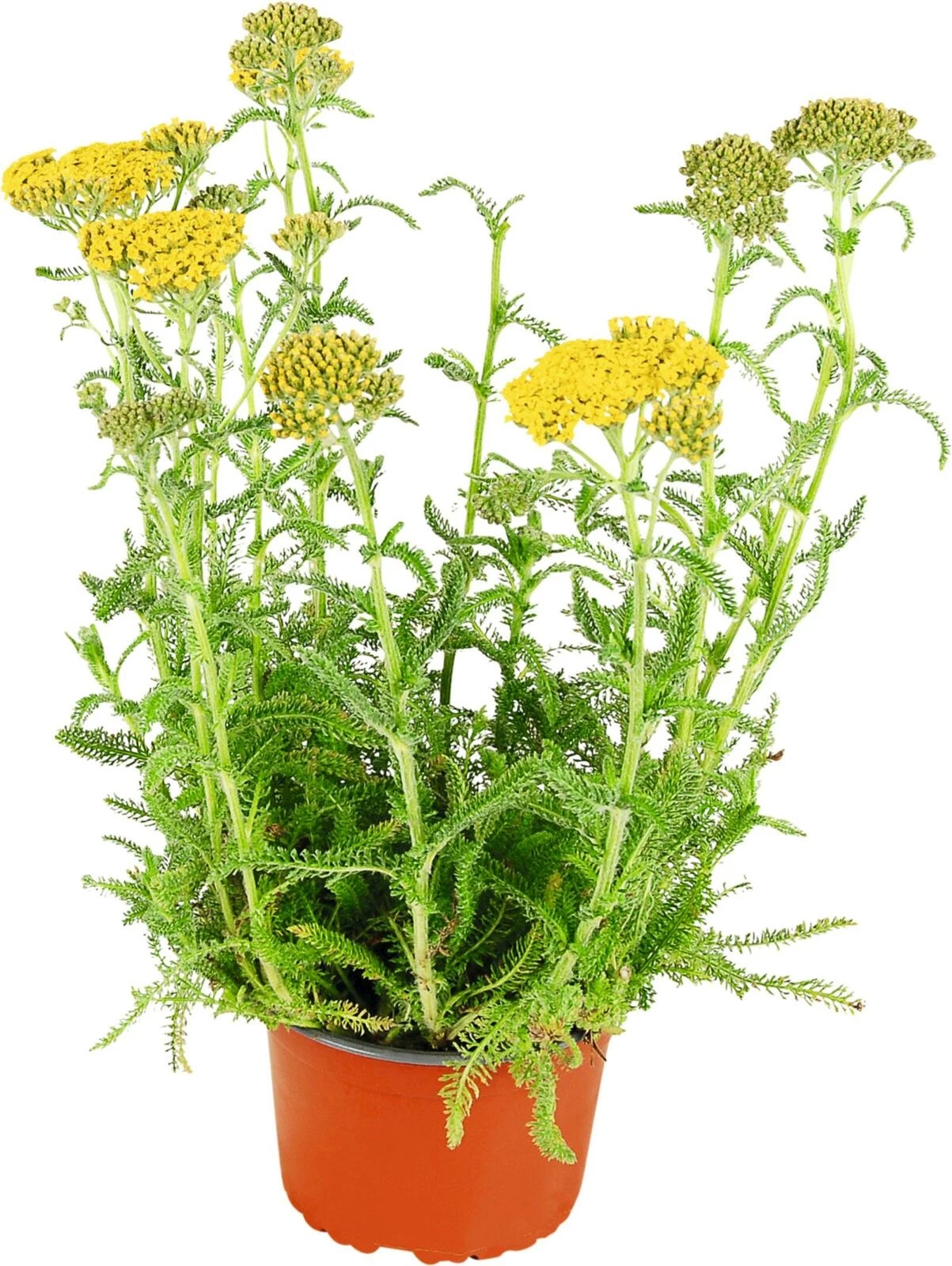 Achillea mille.gelb P14 cm