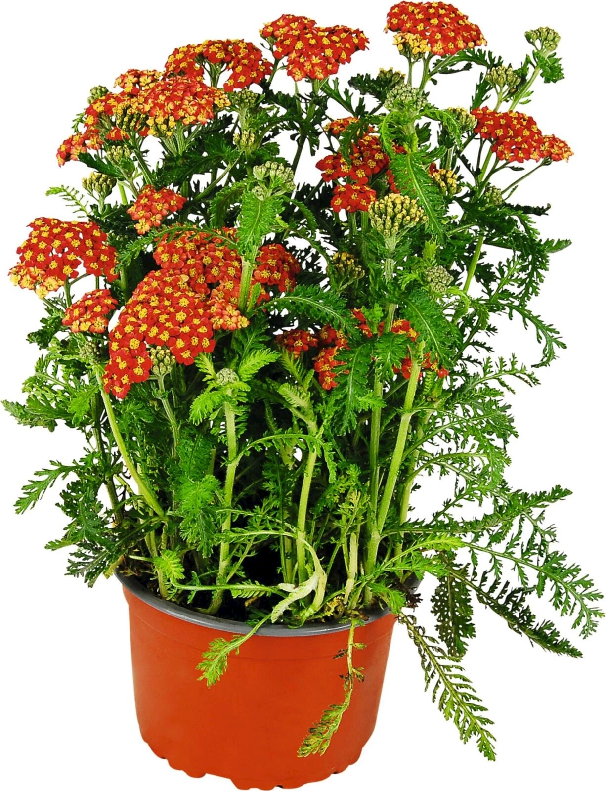 Achillea mille.dunkelrosa P14 cm