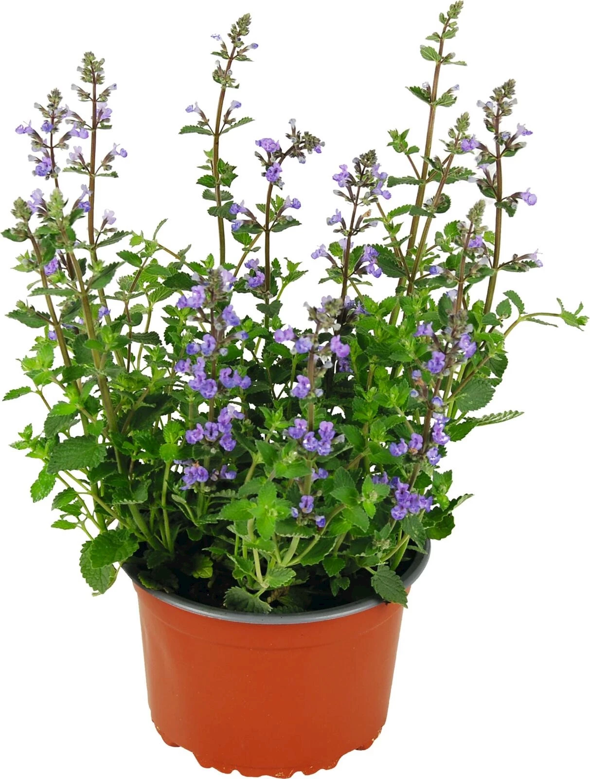 Calamintha nepeta blau P14 cm