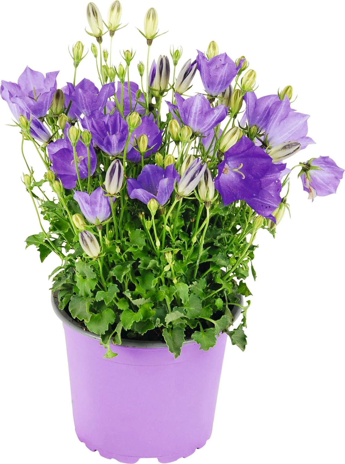 Campanula Carpatica  hellbl. P14 cm