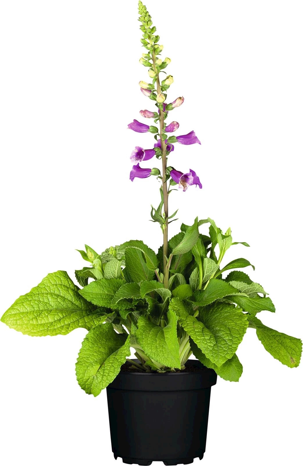 Digitalis Fingerhut spec.rosa P14 cm