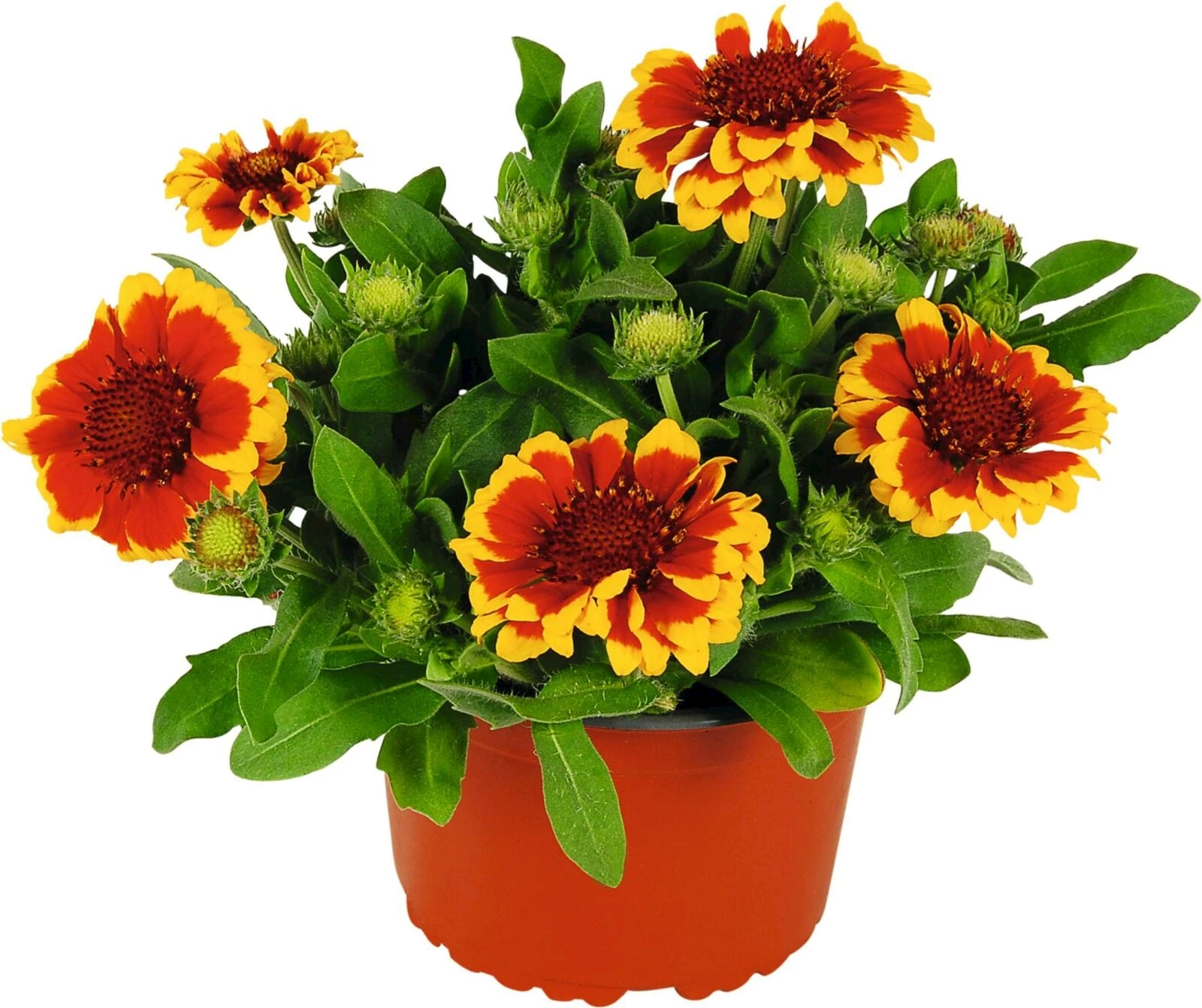 Gaillardia ari. rot gelb P14 cm