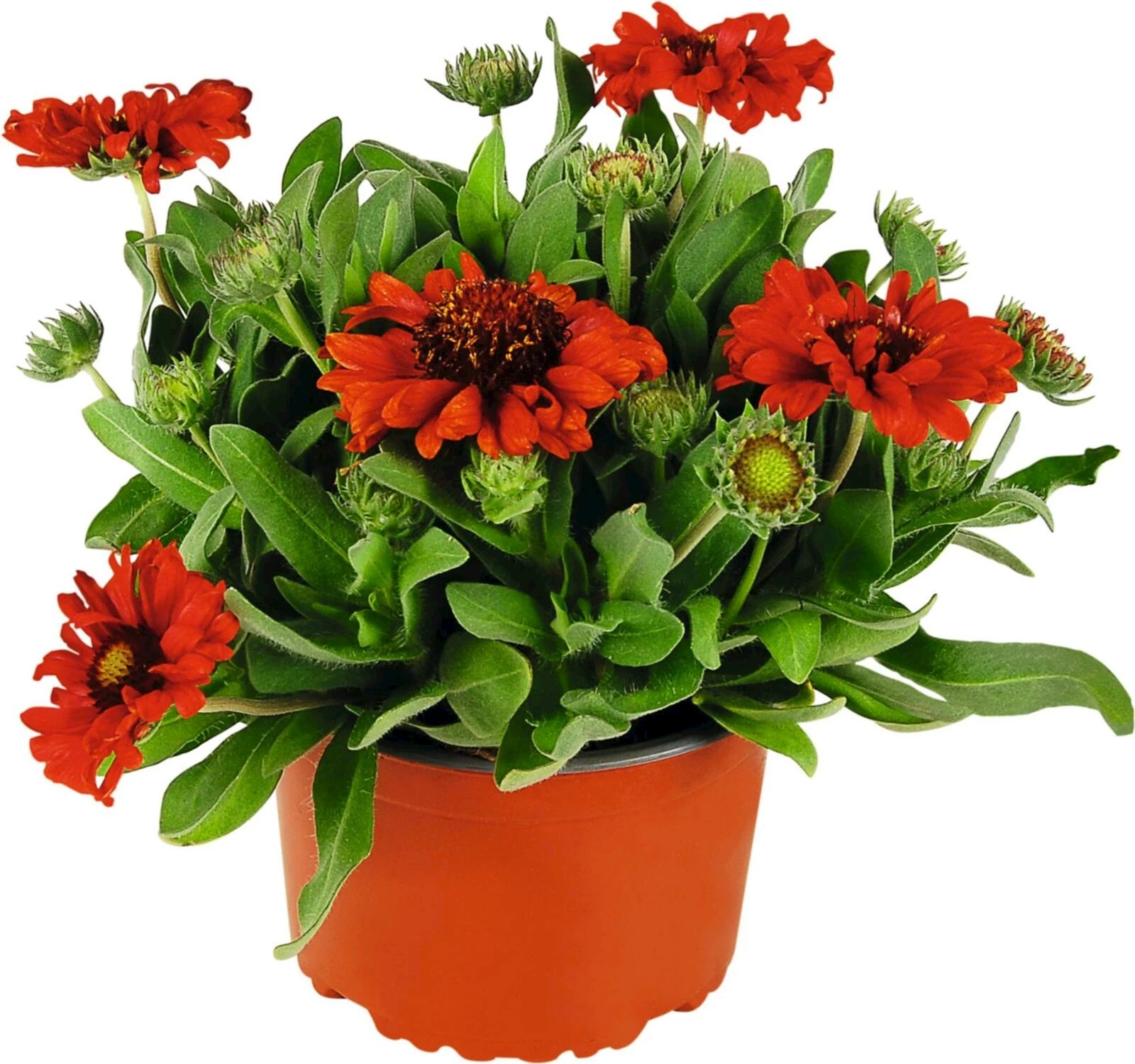 Gaillardia ari.  rot P14 cm