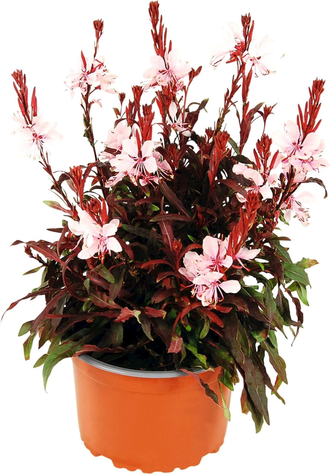 Gaura lind.rose P14 cm
