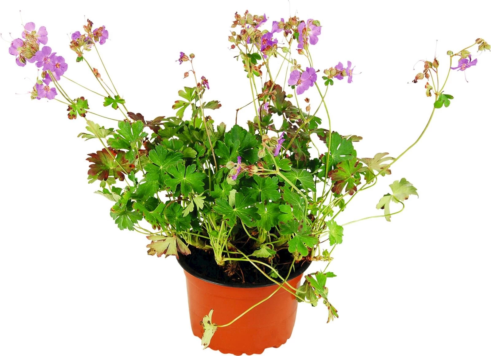 Geranium hybrida rosa P14 cm