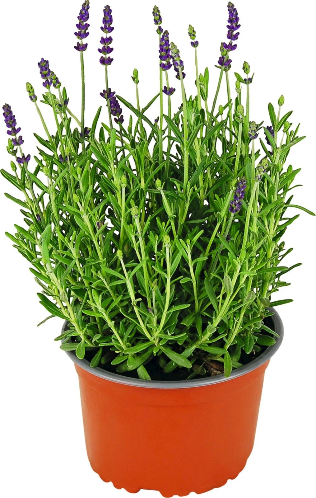 Lavendula angust.violett P14 cm