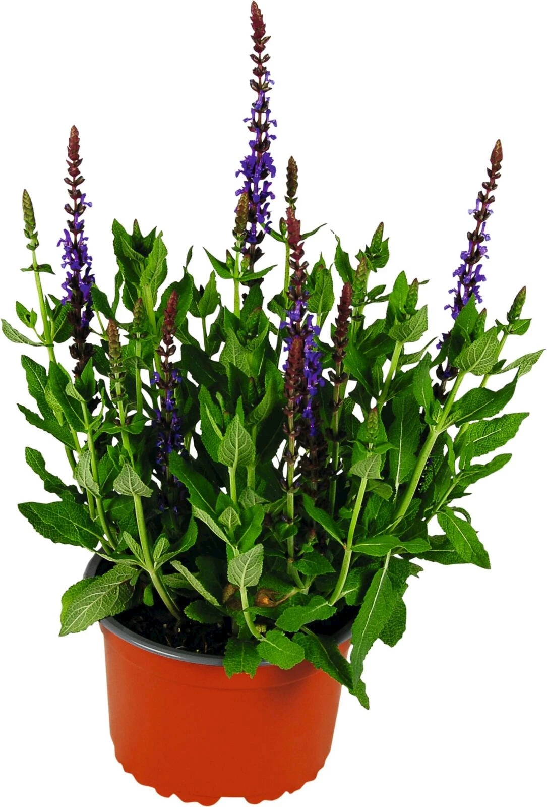 Salvia nemerosa violett P14 cm