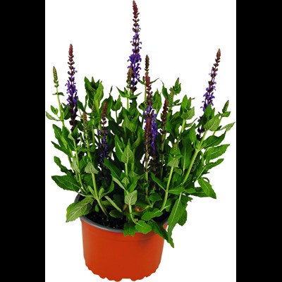 Salvia nemerosa violett P14 cm