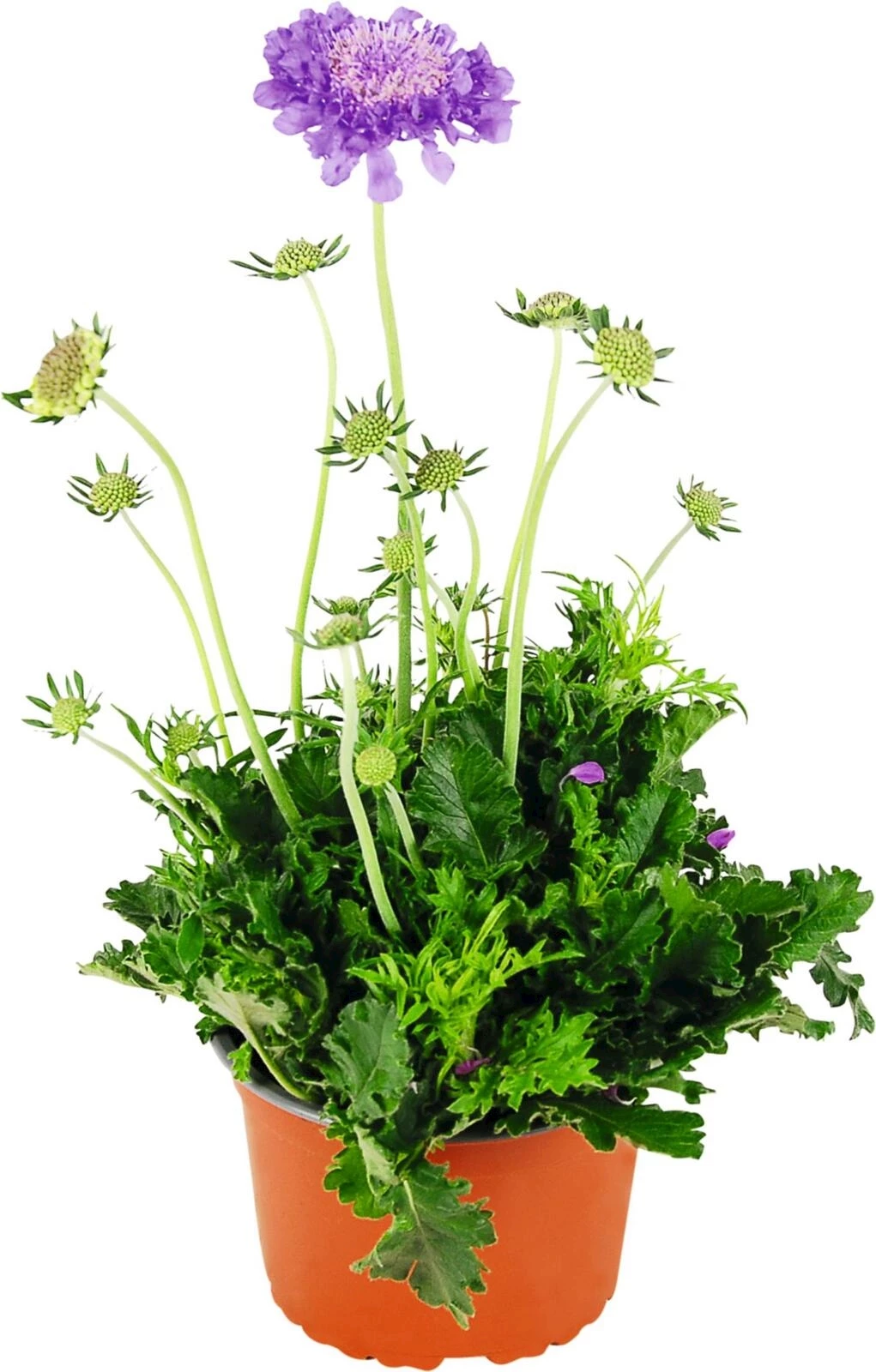 Scabiosa colum.lila P14 cm