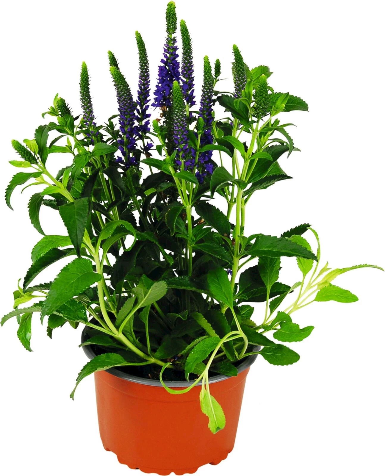 Veronica spicata violett P14 cm