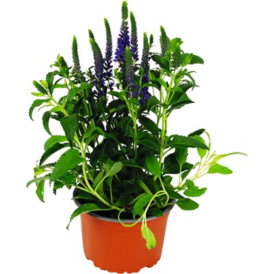 Veronica spicata violett P14 cm