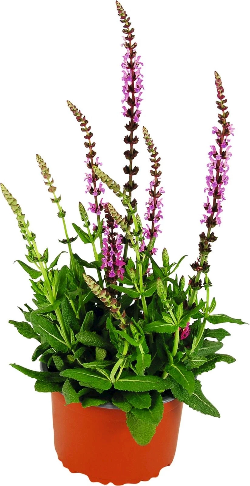 Salvia nemerosa rosa P14 cm