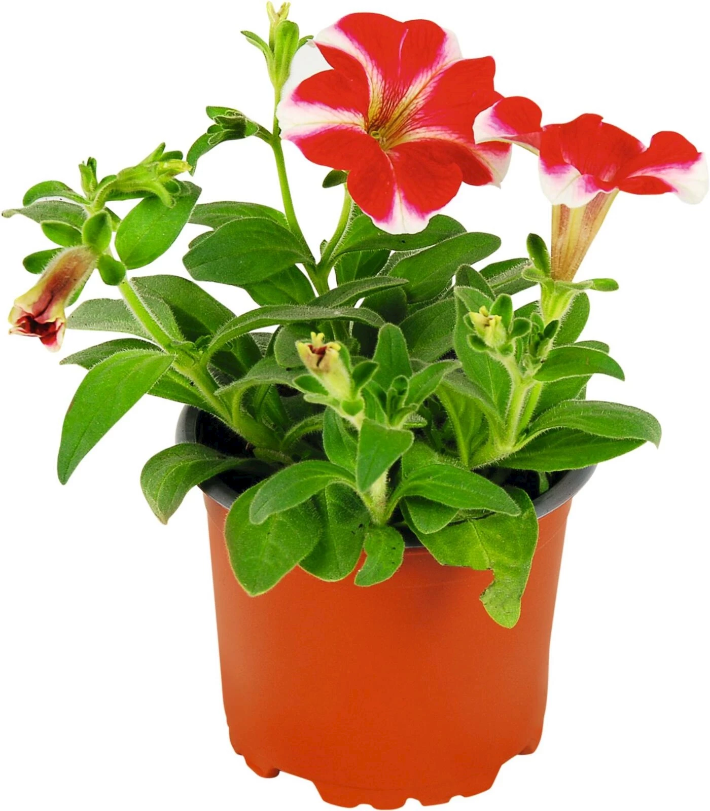 Petunia pendant Lavender blush P10.5