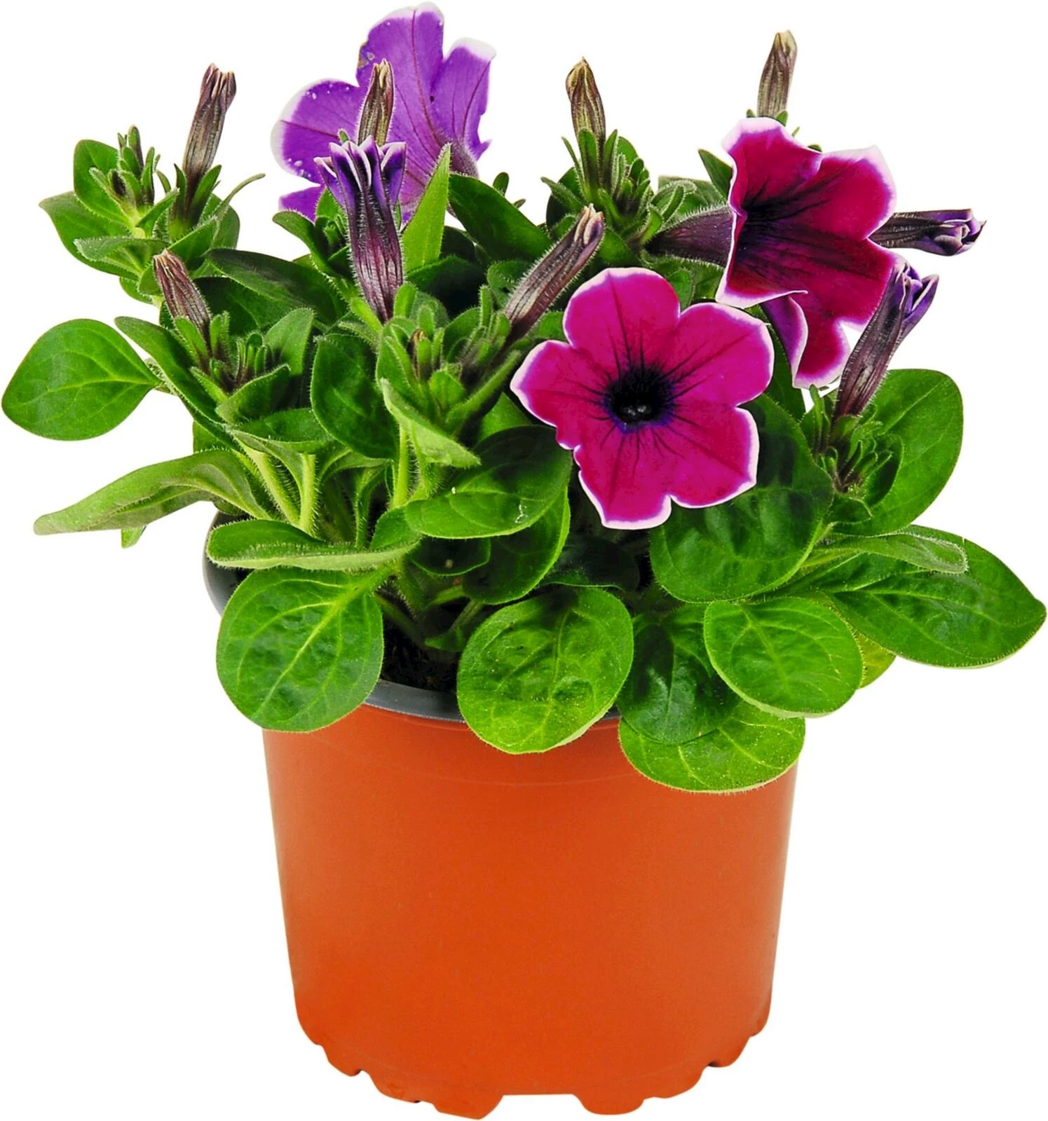 Hängepetunien Amethyst sunshine P10.5 cm