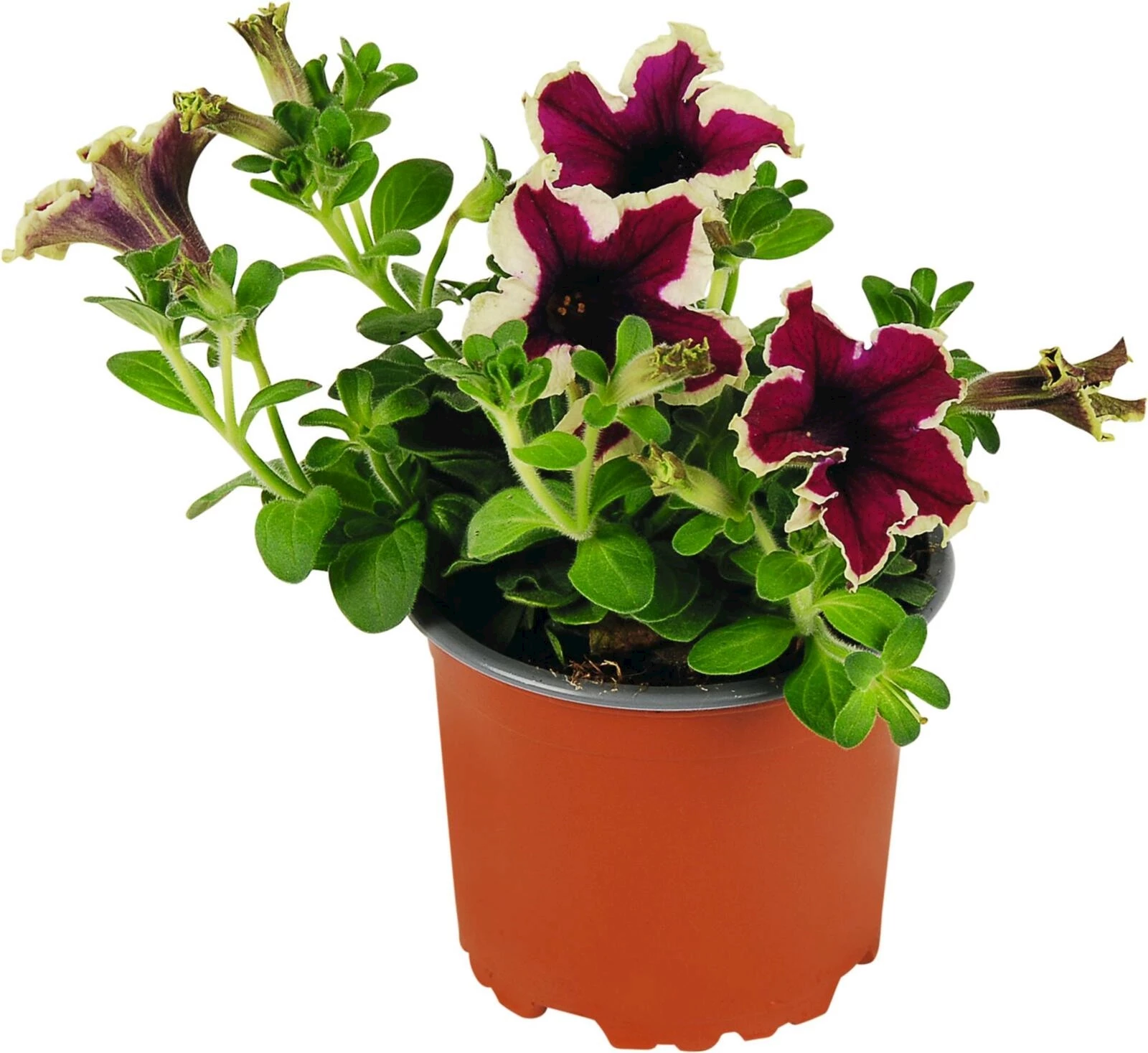 Hängepetunien Papaya P10.5 cm