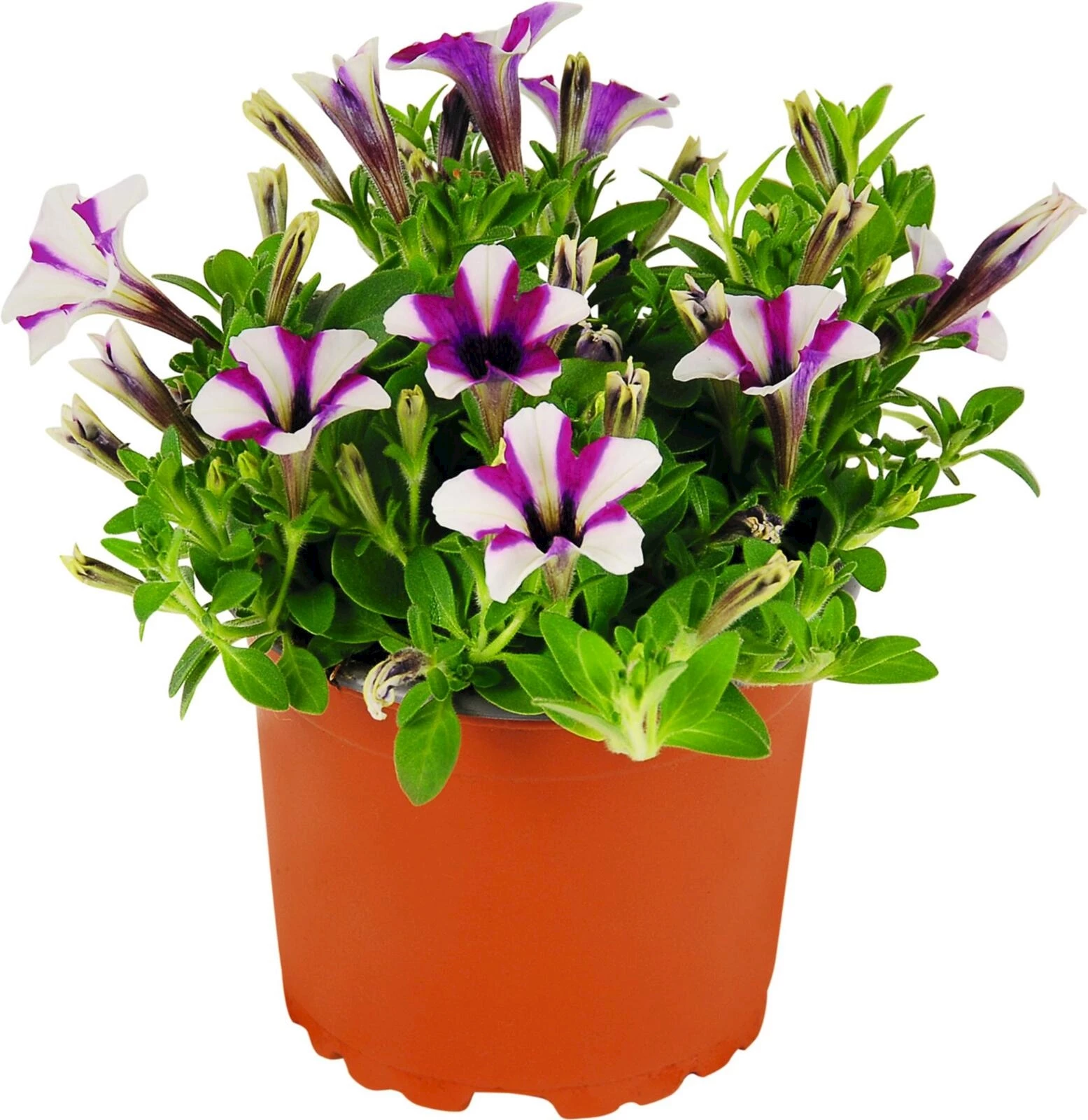 Hängepetunien Mango punch P10.5 cm