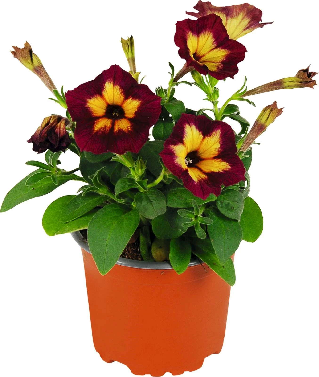 Petunia pendant Big bang purple P10.5 cm