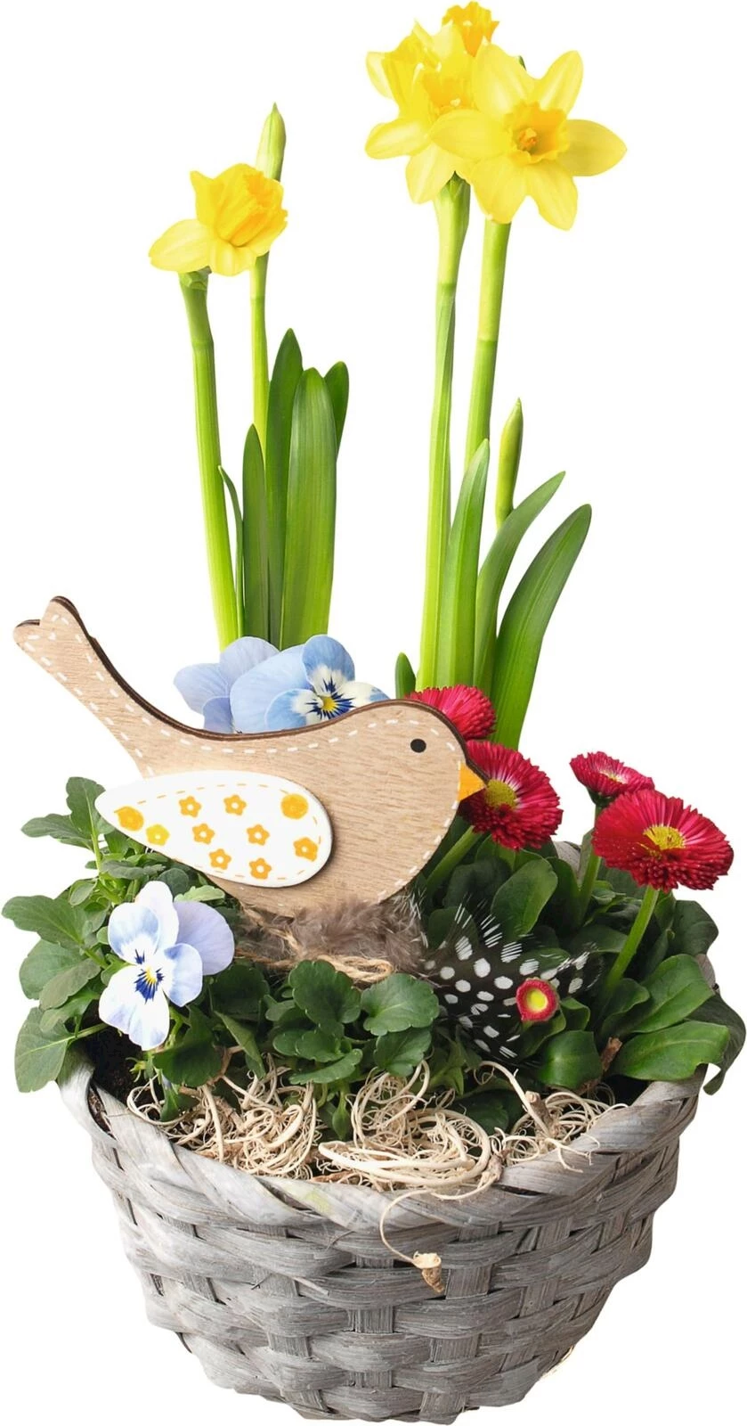 Panier printemps planté Ø 15 × 8 cm