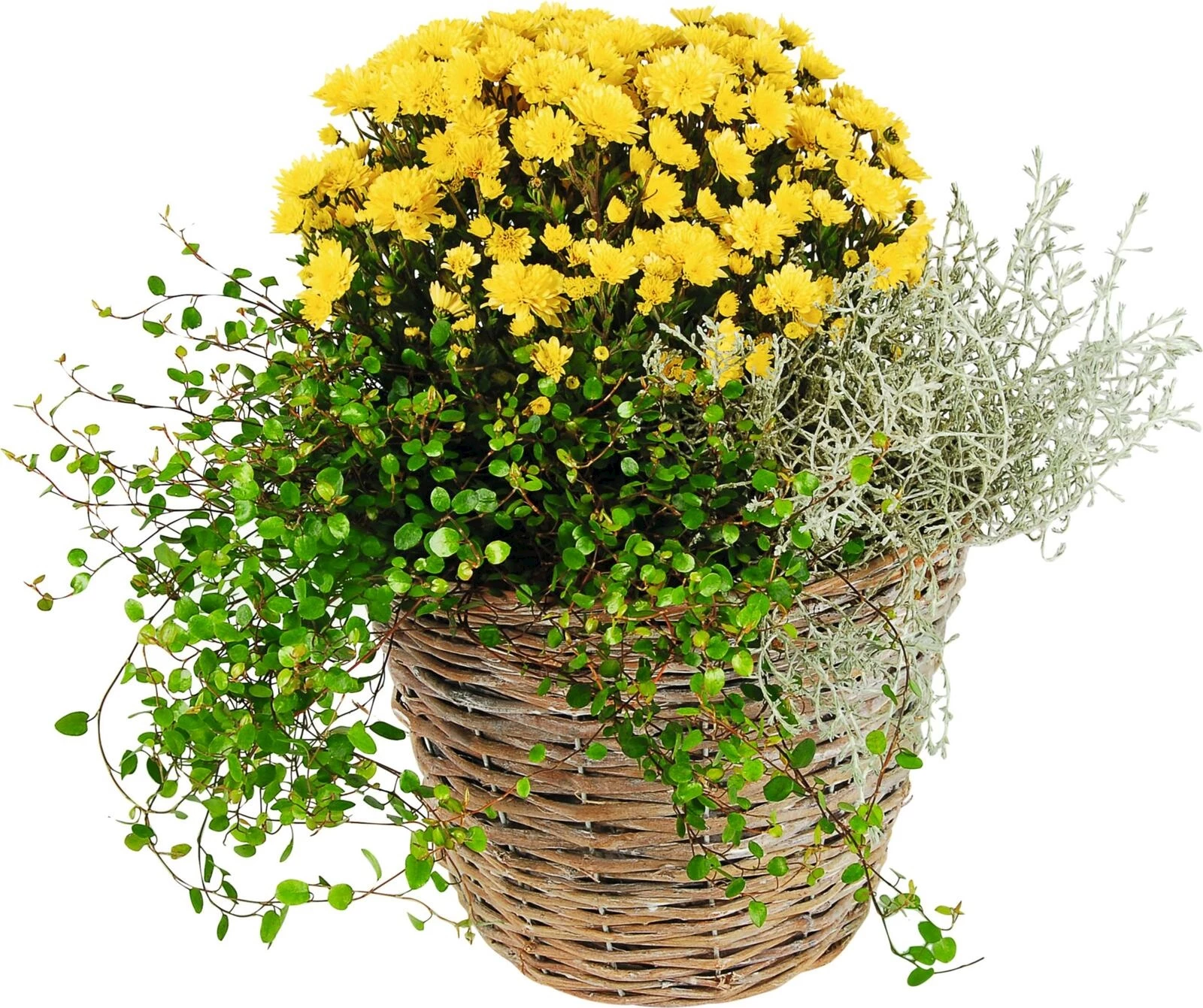 Herbstkorb bepflanzt P24 cm