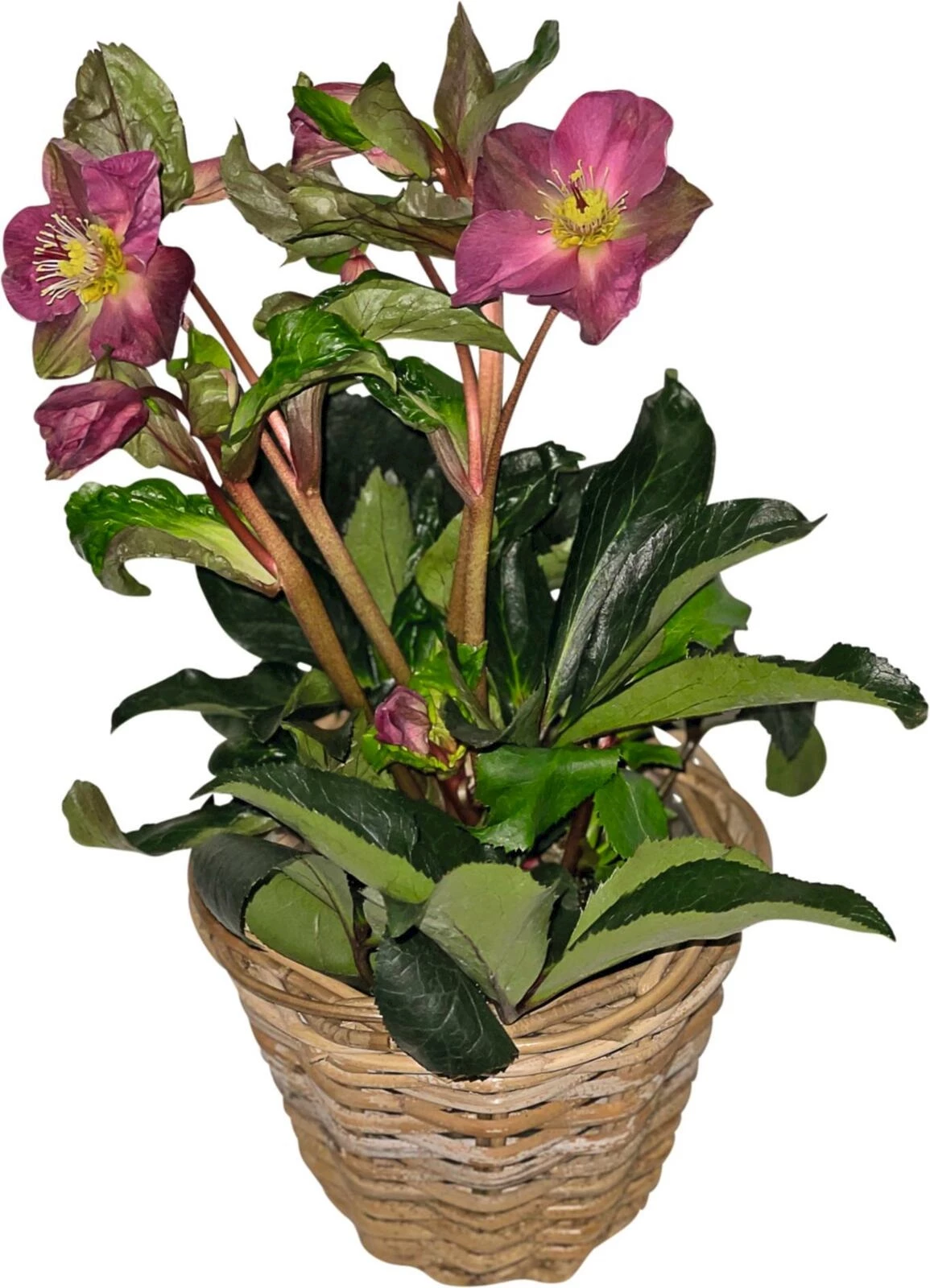 Helleborus Gold Collection im Korb P22 c