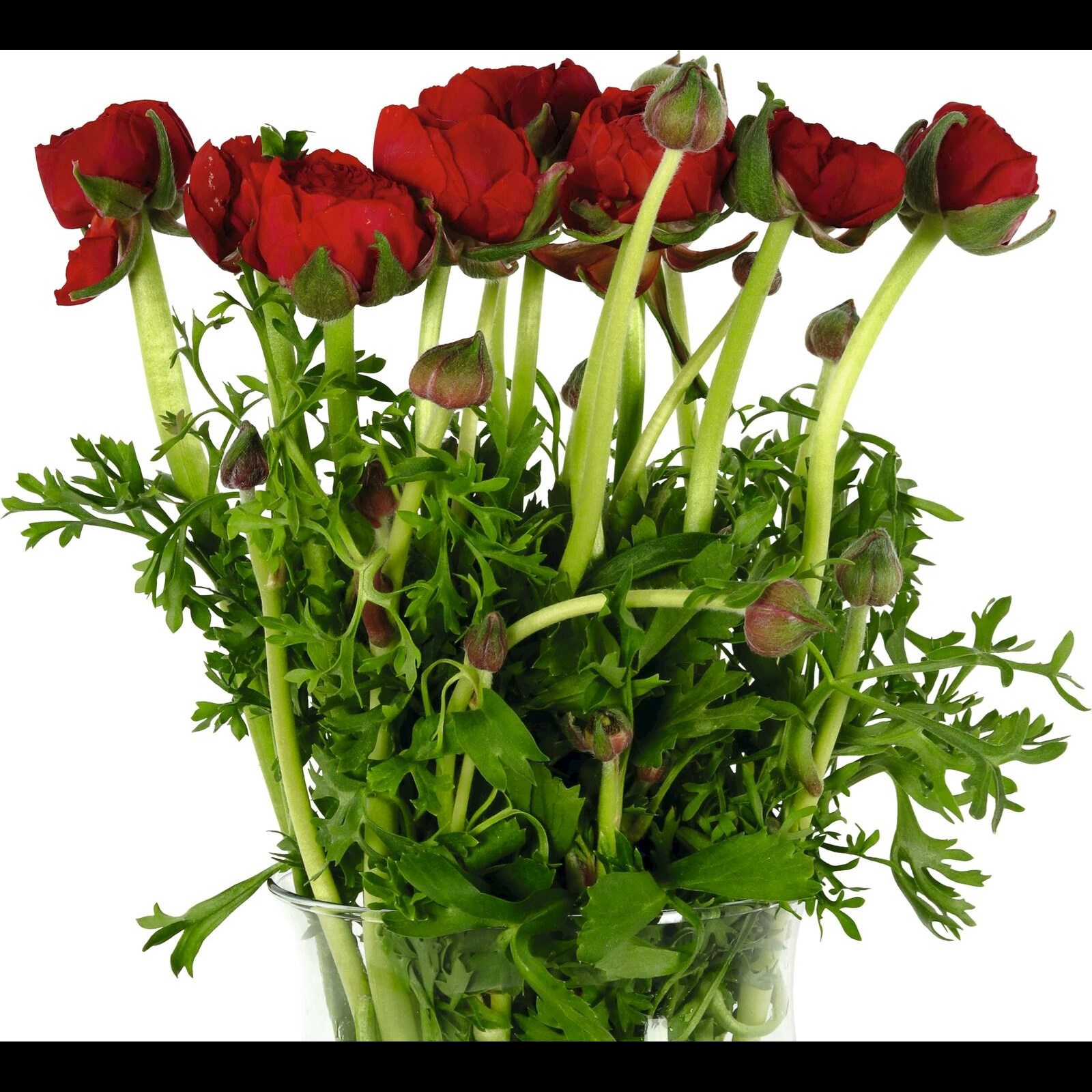 Renoncules bouquet 10 pcs Acheter - Bouquets de fleurs - LANDI