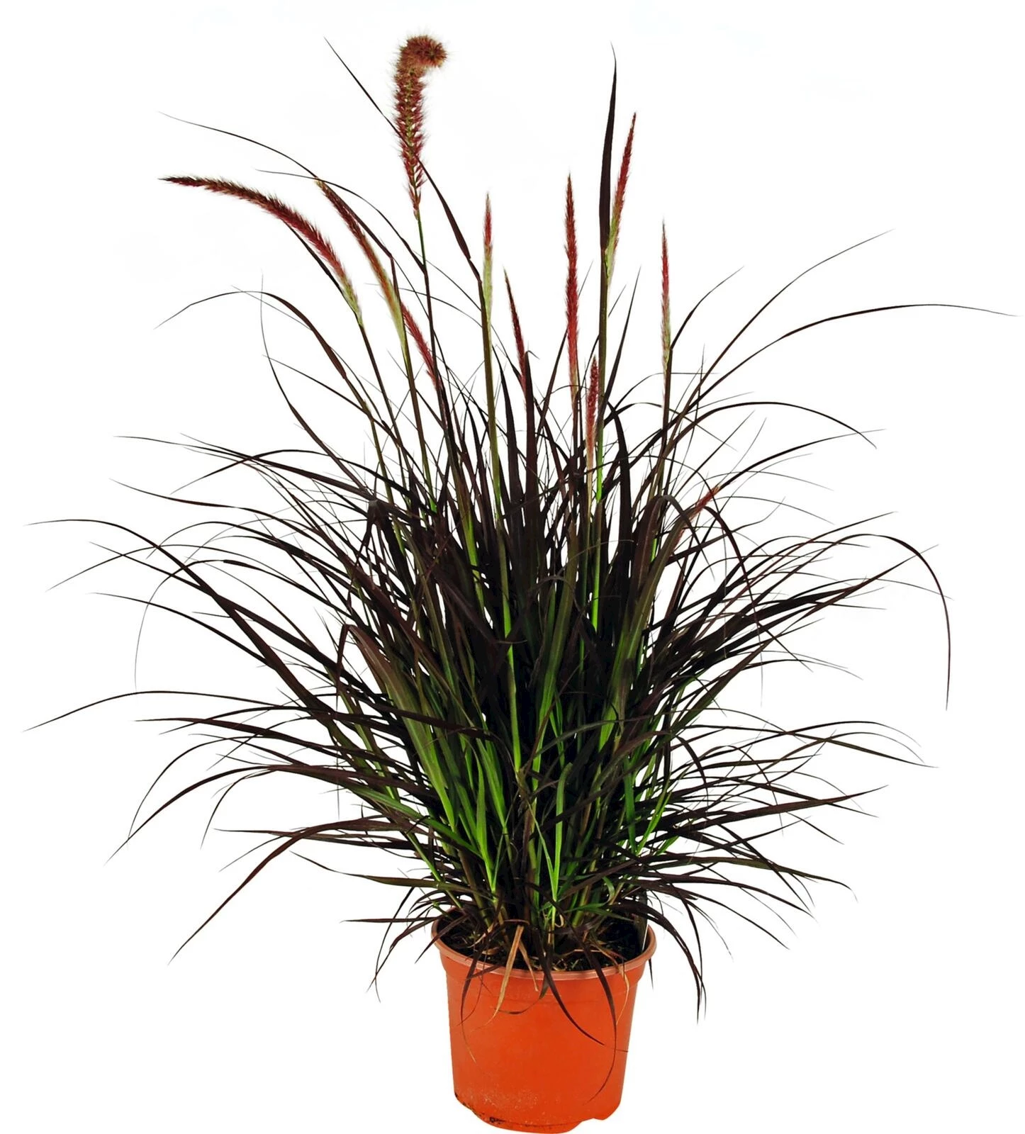 Pennisetum seta. Rubrum P19 cm