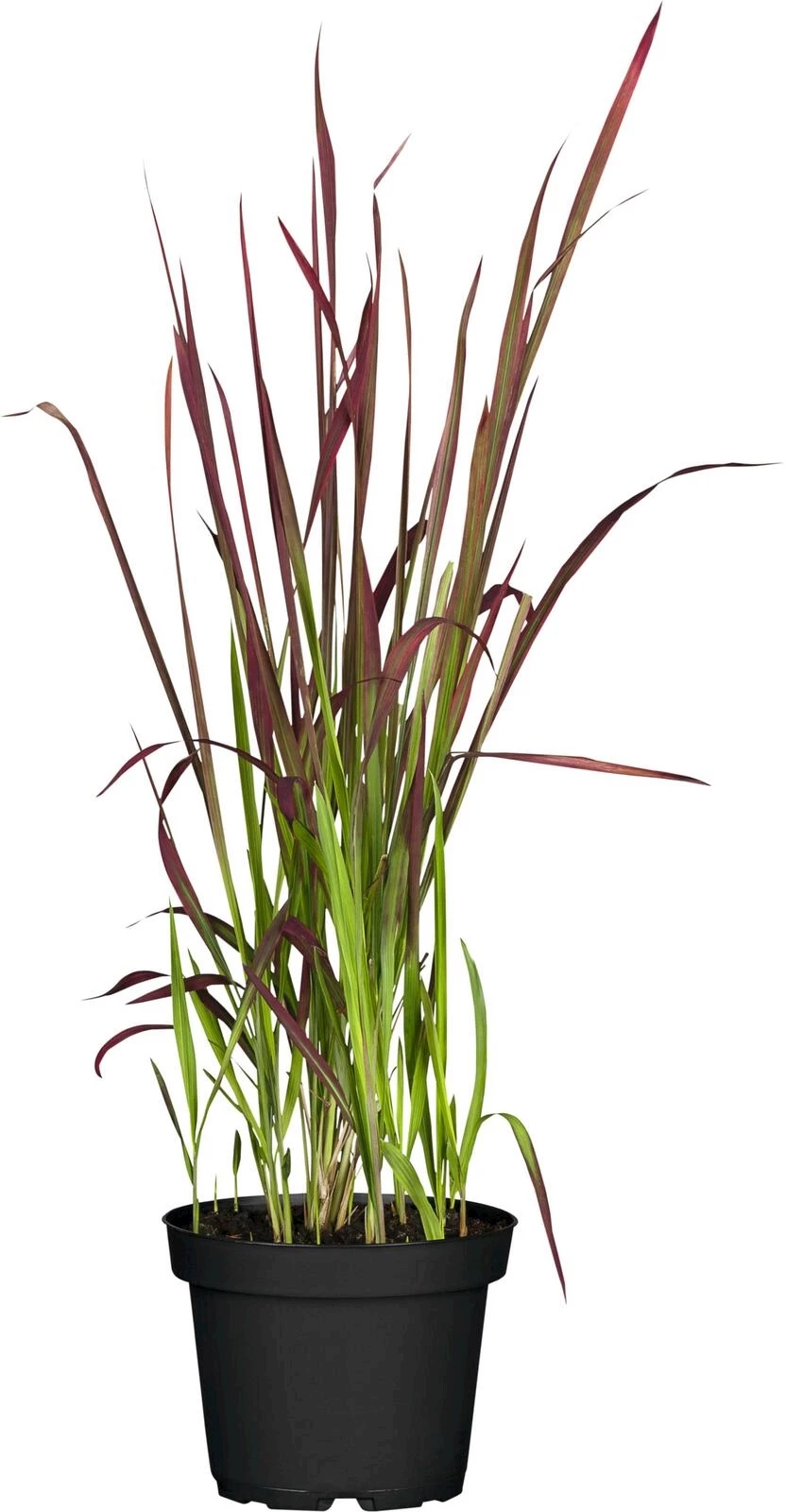 Imperata cylindrica Red Baron P19 cm