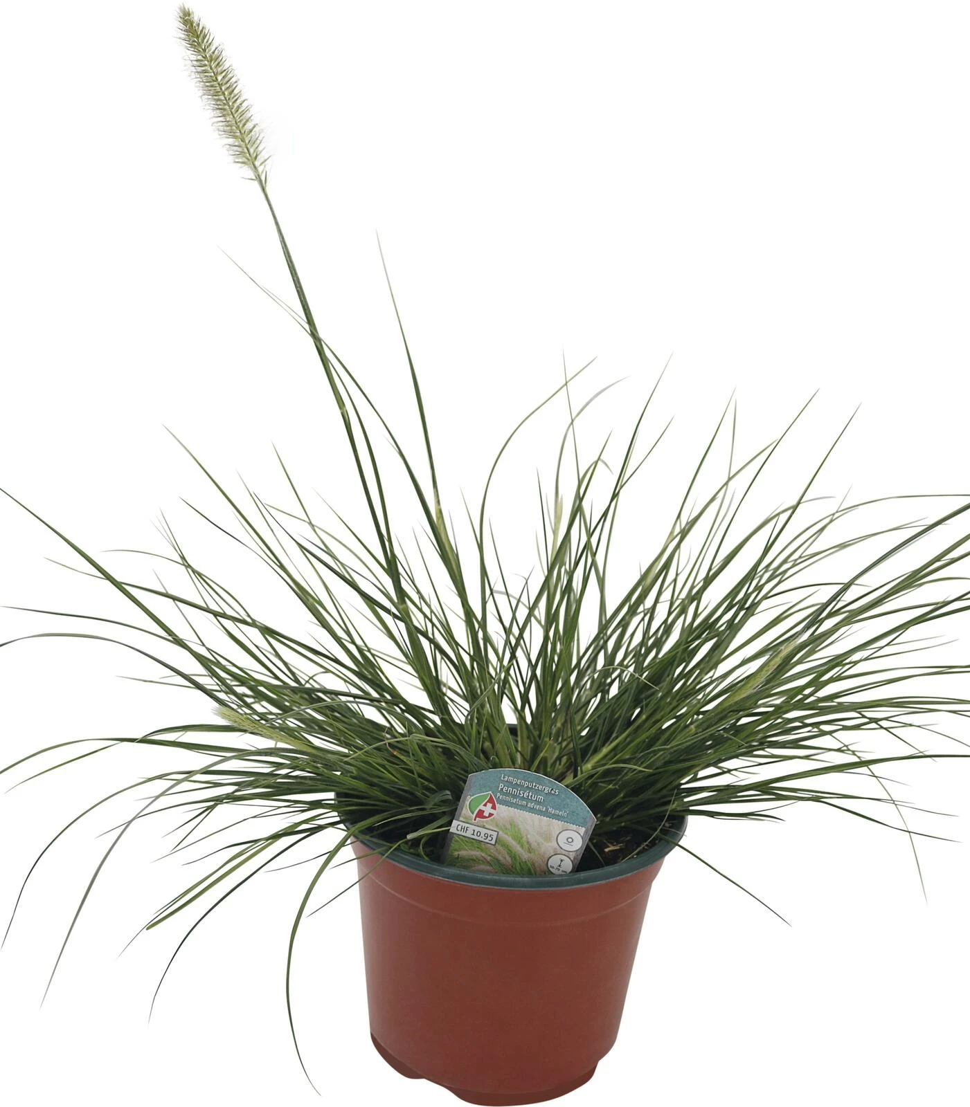 Pennisetum seta. Hameln P19 cm