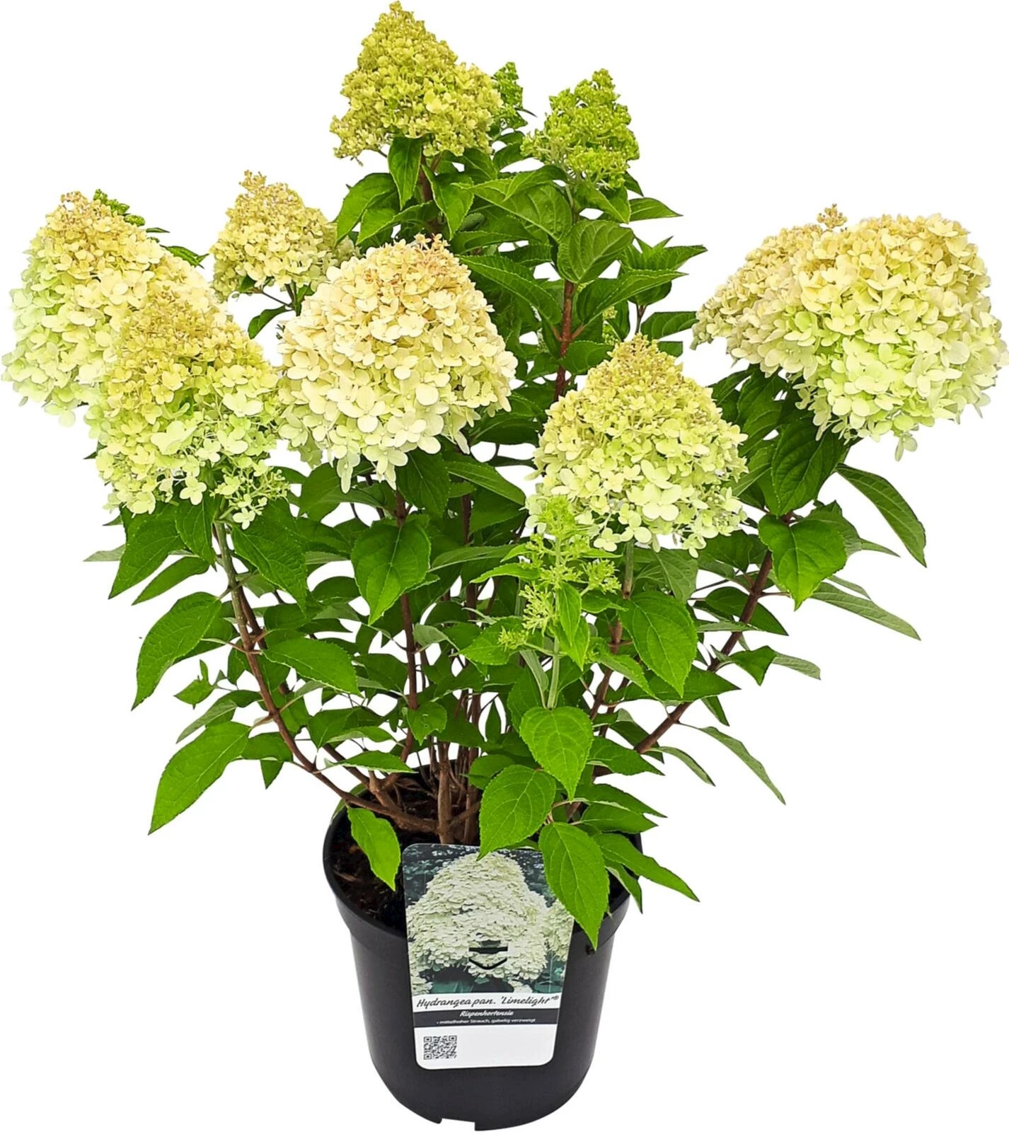 Hydrangea pan.Limelight P3 l