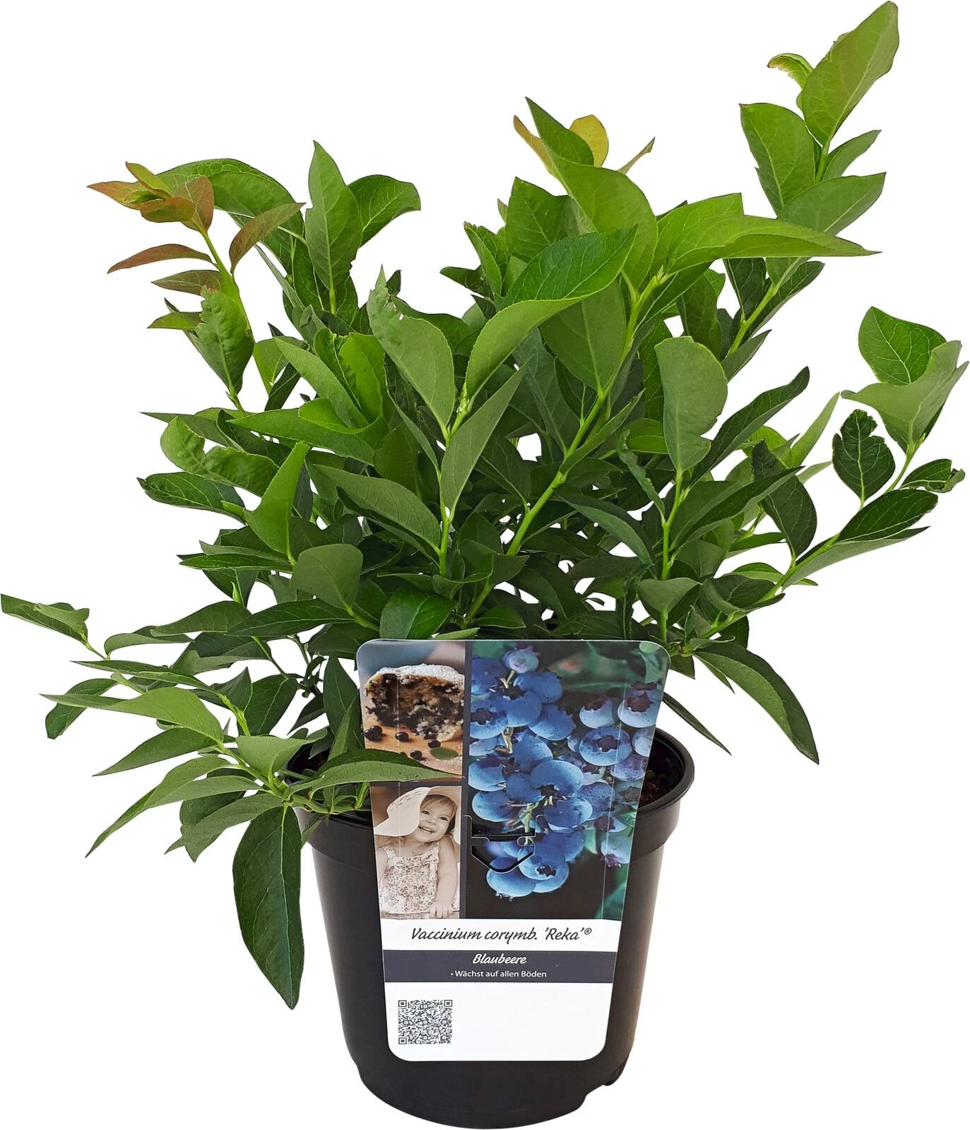 Vaccinium Reka P3 l